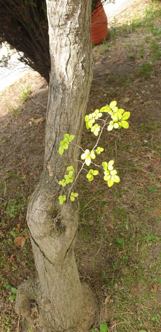 밤가시 여주농장님의 자유주제 · 자유게시판 작성글 사진