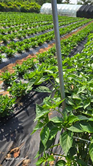 홍성부님의 자유주제 · 자유게시판 작성글 사진