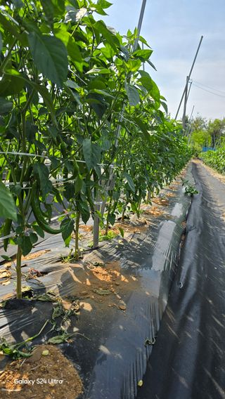 홍성부님의 자유주제 · 자유게시판 작성글 사진