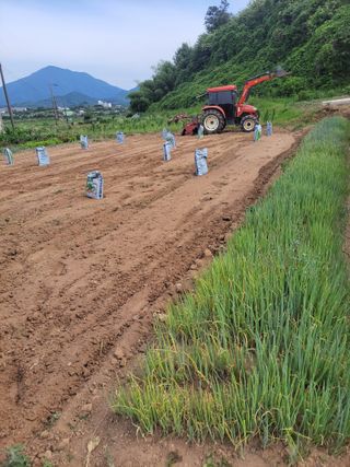 초보농군님의 파 · 영농일지 작성글 사진