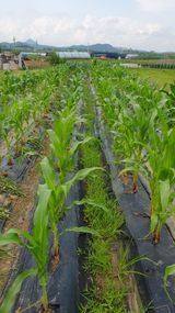 팜모닝 옥수수·영농일지 게시글 이미지