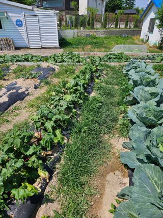 초짜농부님의 자유주제 · 자유게시판 작성글 사진