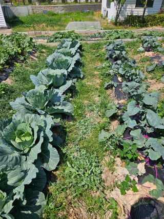 초짜농부님의 자유주제 · 자유게시판 작성글 사진