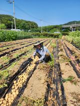 팜모닝 감자·영농일지 게시글 이미지