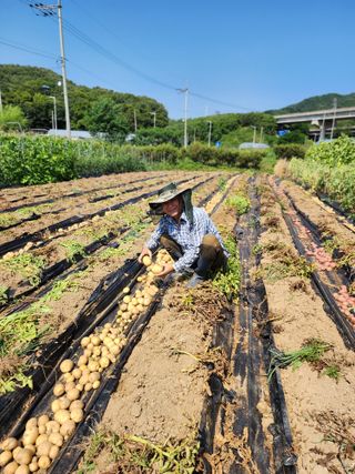 심순보님의 감자 · 영농일지 작성글 사진