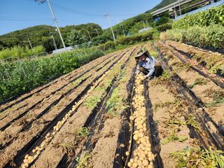 심순보님의 감자 · 영농일지 작성글 사진