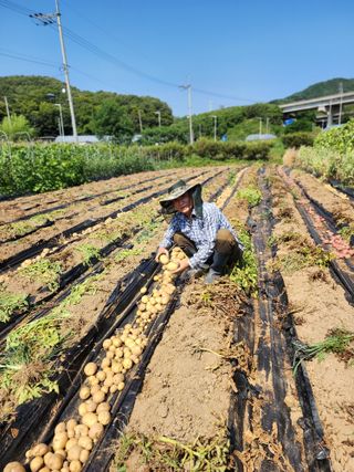 심순보님의 감자 · 영농일지 작성글 사진