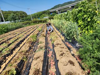 심순보님의 감자 · 영농일지 작성글 사진