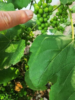 장수 팜 랜드님의 포도 · 영농일지 작성글 사진