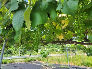 장수 팜 랜드님의 포도 · 영농일지 작성글 사진