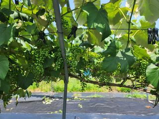 장수 팜 랜드님의 포도 · 영농일지 작성글 사진