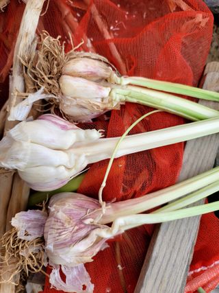 천지현황님의 마늘 · 영농일지 작성글 사진