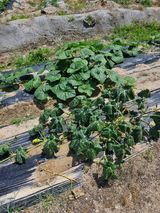 팜모닝 호박·병해충상담 게시글 이미지