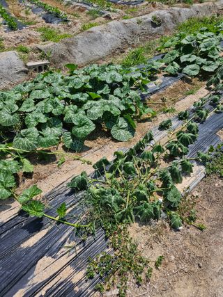 초짜농부님의 호박 · 병해충상담 작성글 사진