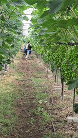 팜모닝 포도·영농일지 게시글 이미지