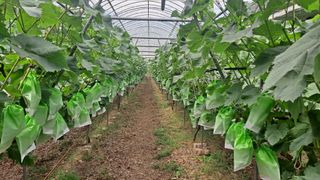 모포리흰개 님의 포도 · 영농일지 작성글 사진