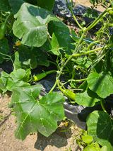 팜모닝 호박·영농일지 게시글 이미지