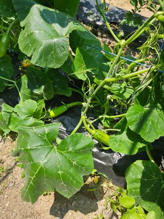 초짜농부님의 호박 · 영농일지 작성글 사진