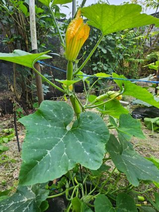 초짜농부님의 호박 · 영농일지 작성글 사진