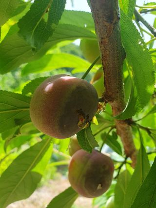 청죽(정보영)님의 복숭아 · 병해충상담 작성글 사진