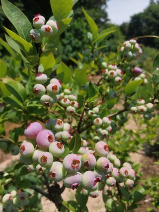 시골살이님의 자유주제 · 자유게시판 작성글 사진