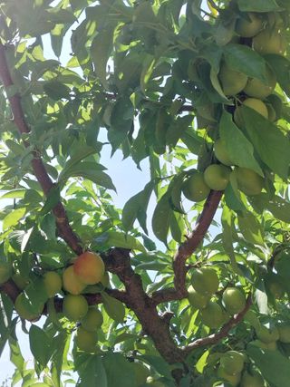 시골살이님의 자유주제 · 자유게시판 작성글 사진