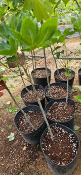 팜모닝 · 게시글 이미지