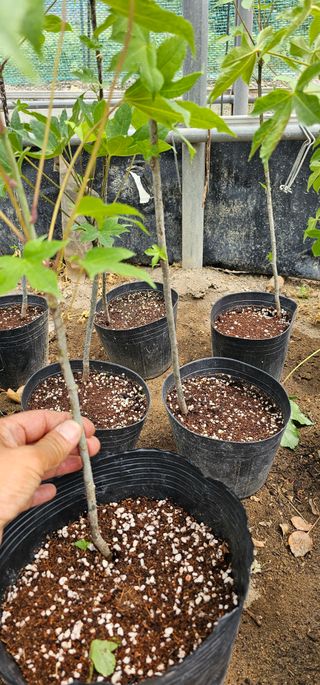 뿌리묘목농원님의 작성글 사진