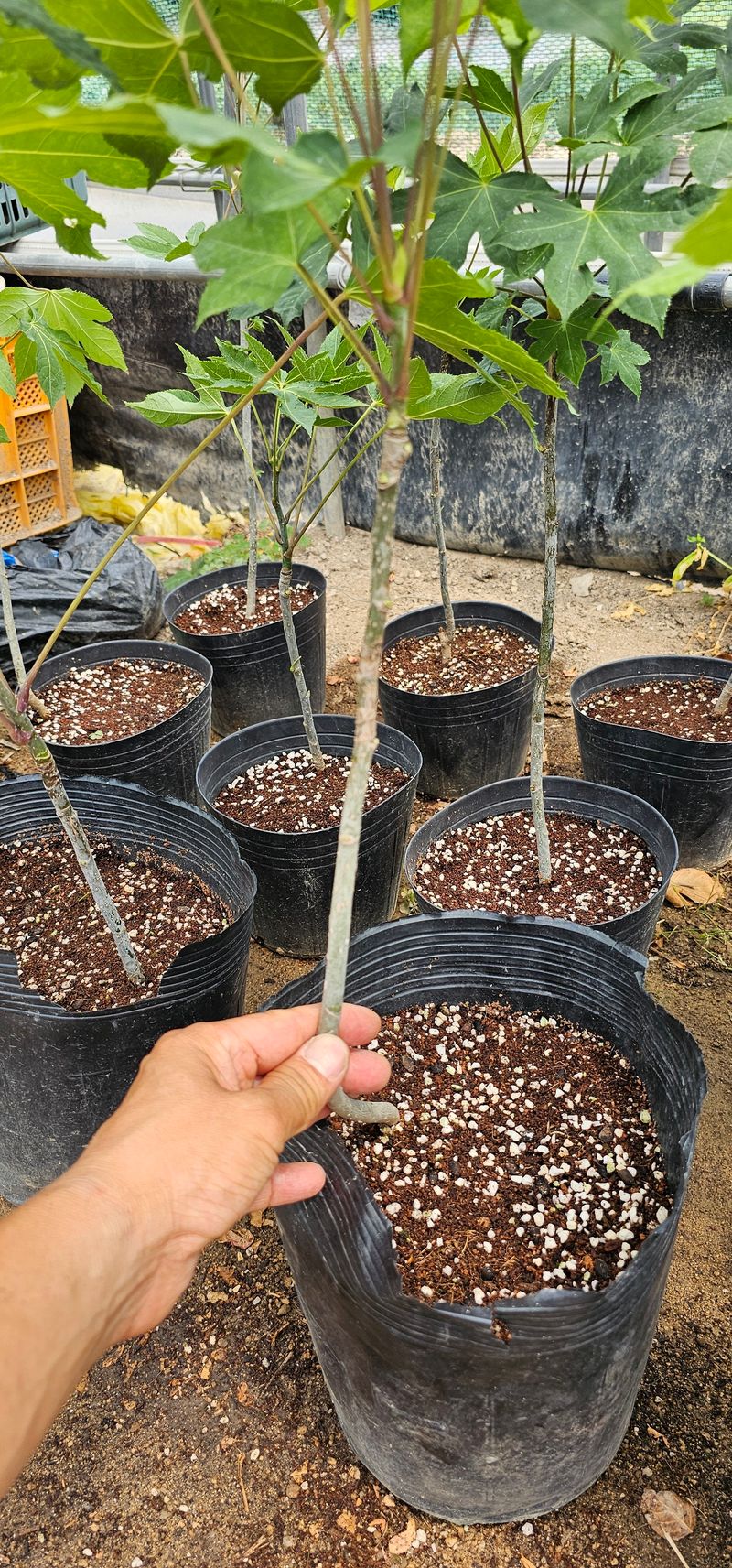 뿌리묘목농원님의 장터 판매 상품 [민엄나무 포트묘 60전후 ] 첨부 사진