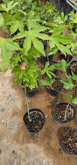 뿌리묘목농원님의 작성글 사진