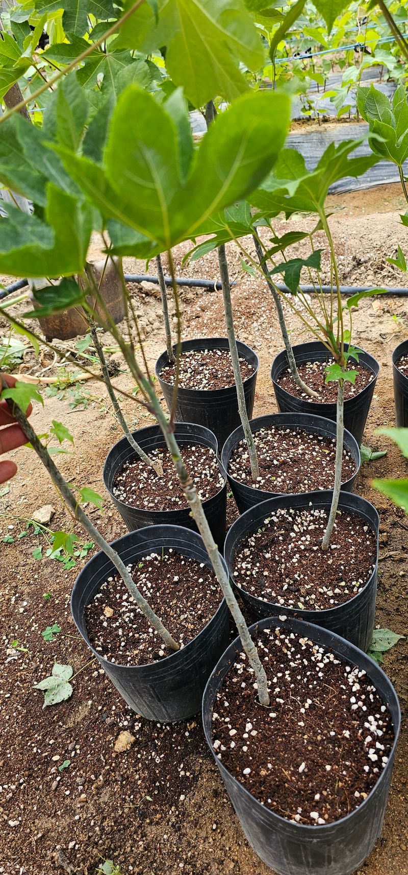 뿌리묘목농원님의 장터 판매 상품 [민엄나무 포트묘 60전후 ] 첨부 사진