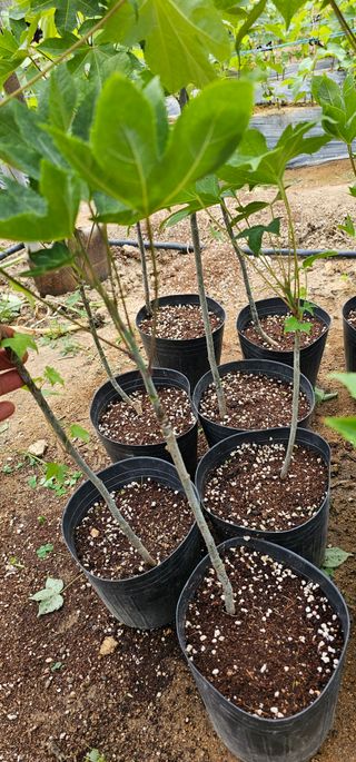 뿌리묘목농원님의 작성글 사진