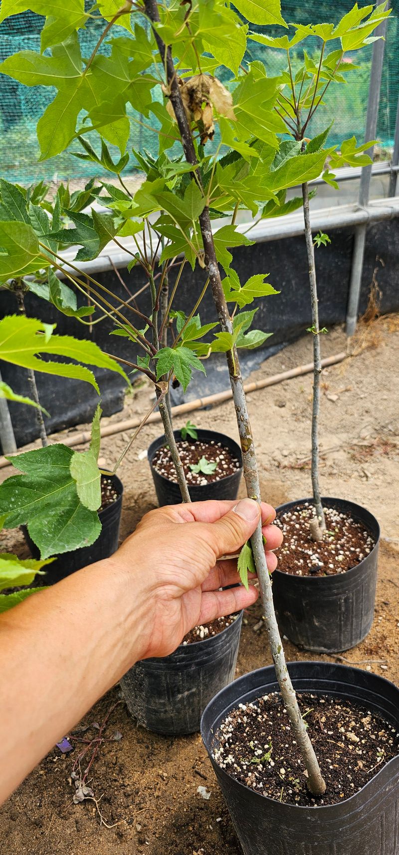 뿌리묘목농원님의 장터 판매 상품 [민엄나무 포트묘 60전후 ] 첨부 사진