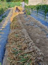 팜모닝 마늘·영농일지 게시글 이미지