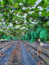 팜모닝 포도·영농일지 게시글 이미지