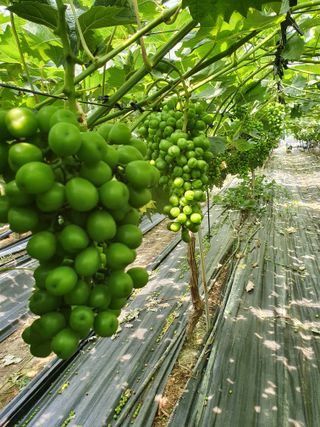정다원 님의 포도 · 영농일지 작성글 사진