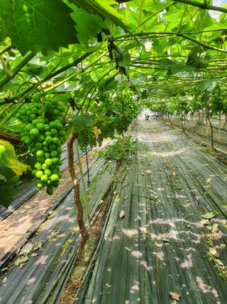 정다원 님의 포도 · 영농일지 작성글 사진