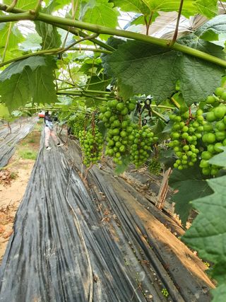 정다원 님의 포도 · 영농일지 작성글 사진