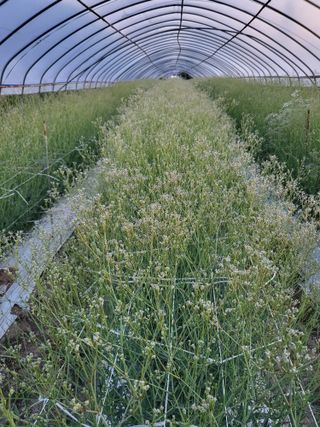 정다원 님의 포도 · 영농일지 작성글 사진