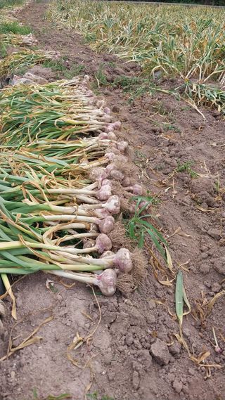 피롤땅지기님의 자유주제 · 자유게시판 작성글 사진