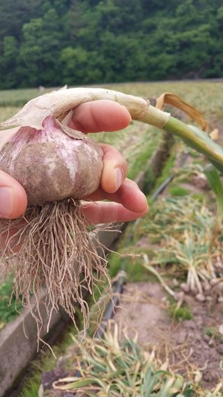 피롤땅지기님의 자유주제 · 자유게시판 작성글 사진