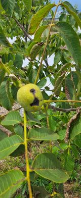 팜모닝 농사, 무엇이든 물어보세요!·참여글 게시글 이미지