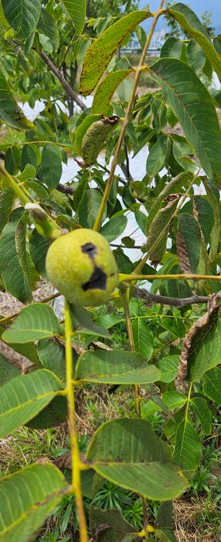 거송님의 농사, 무엇이든 물어보세요! · 참여글 작성글 사진