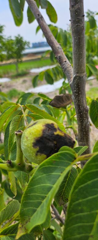 거송님의 농사, 무엇이든 물어보세요! · 참여글 작성글 사진