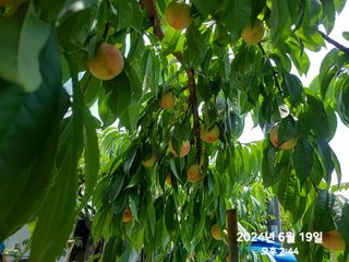 동우농장(김대욱)님의 복숭아 · 자유게시판 작성글 사진