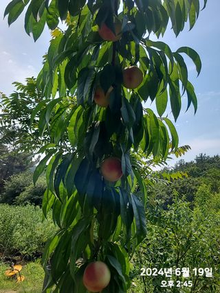 동우농장(김대욱)님의 복숭아 · 자유게시판 작성글 사진