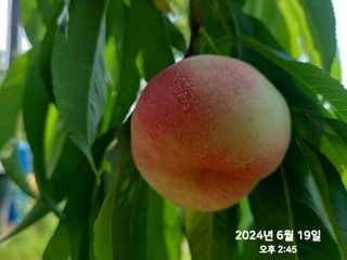 동우농장(김대욱)님의 복숭아 · 자유게시판 작성글 사진