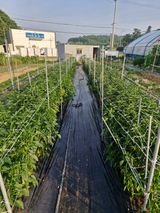 팜모닝 고추·영농일지 게시글 이미지