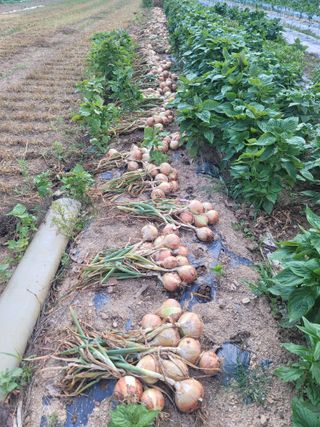  영천 천정구님의 자유주제 · 자유게시판 작성글 사진