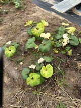 팜모닝 양파·병해충상담 게시글 이미지